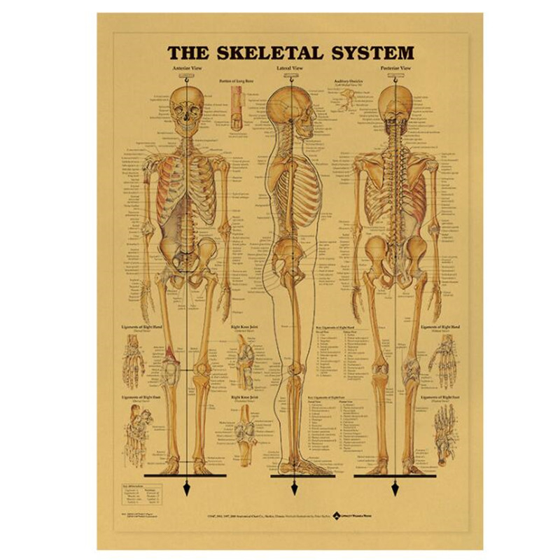 Vintage Hệ Xương Y Tế Poster T - đánh giá và giá Home Decor Indonesia